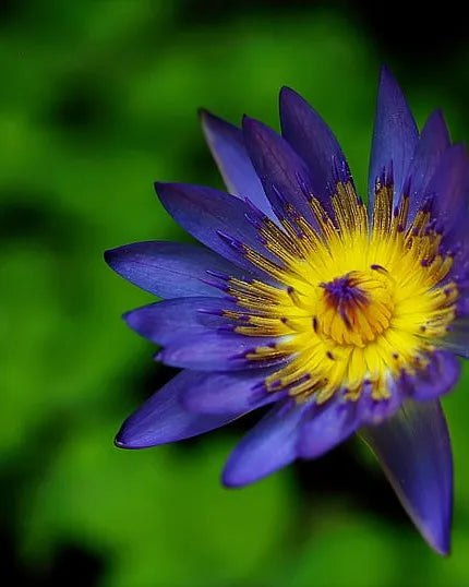 BLUE LOTUS