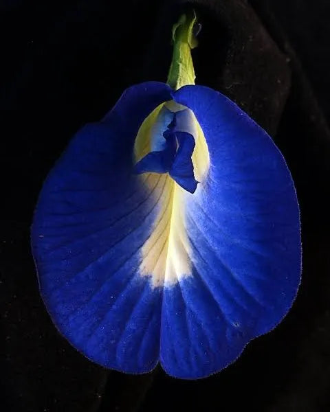 BUTTERFLY PEA
