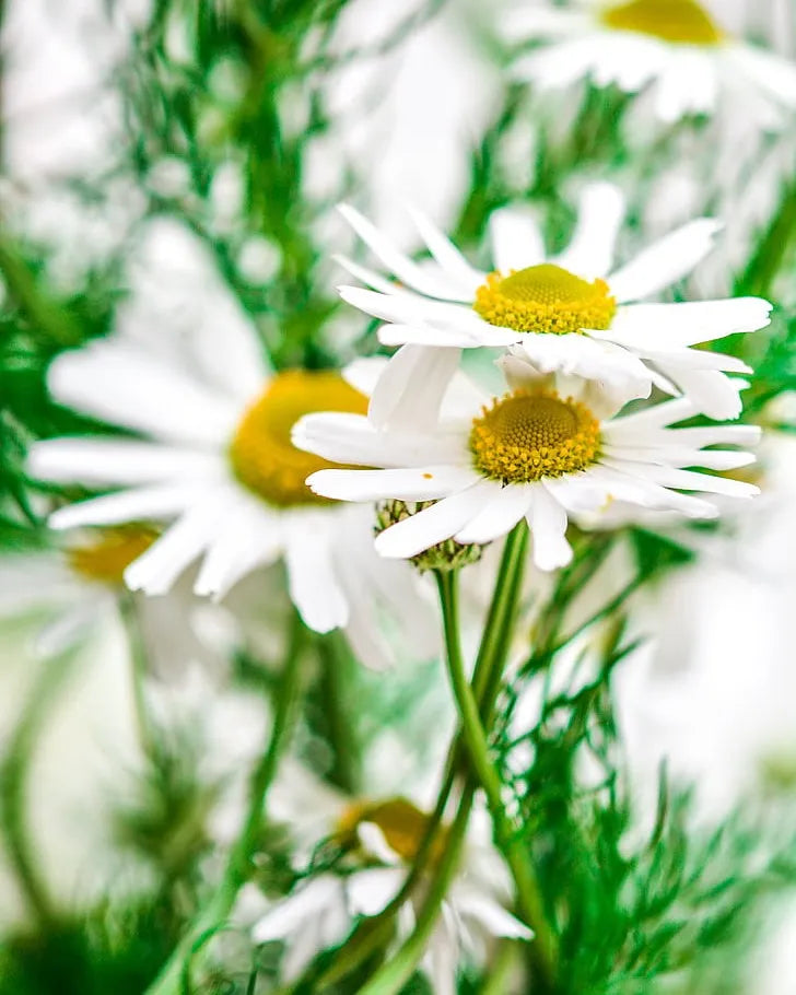 CHAMOMILE