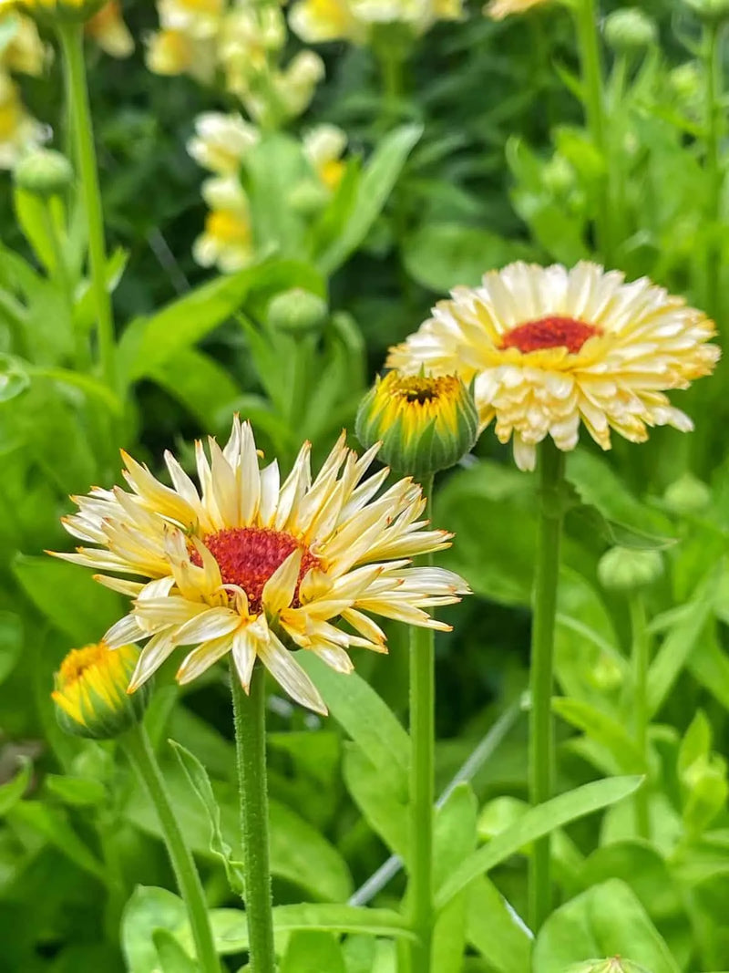 CALENDULA